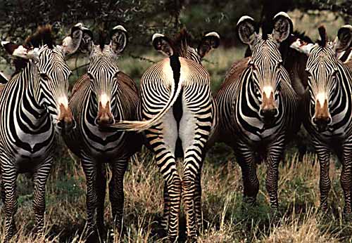 De vijf zebra's
